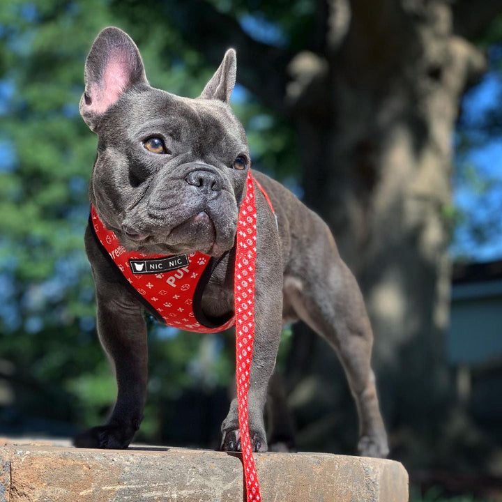 Discover the Ultimate Comfort and Control with Our Pet Breathable Mesh Chest Harness Leash Set