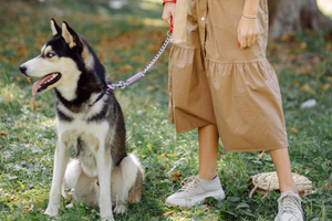 Durable Leashes and Stylish Apparel
