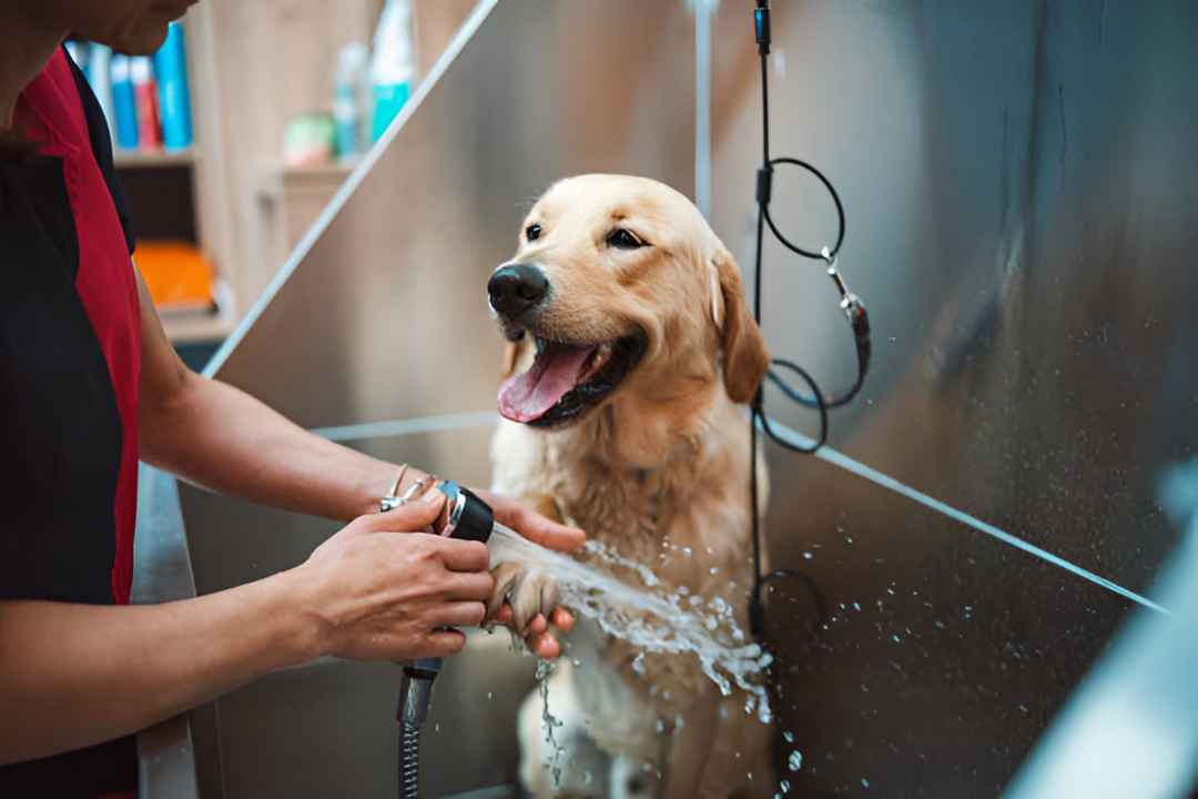 Professional Pet Grooming Care