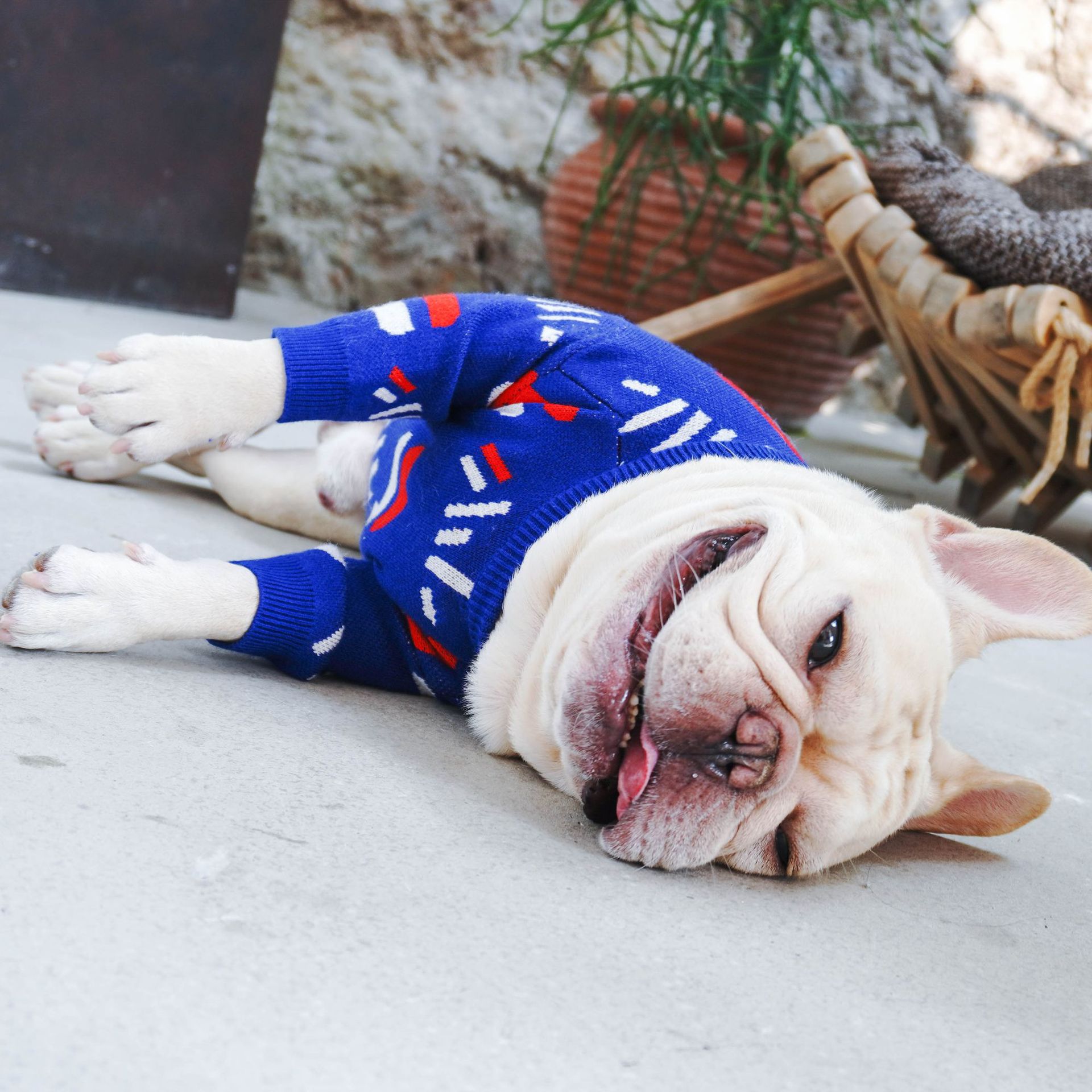 Warm Pet Sweater For Small Breed Comfort Clothing