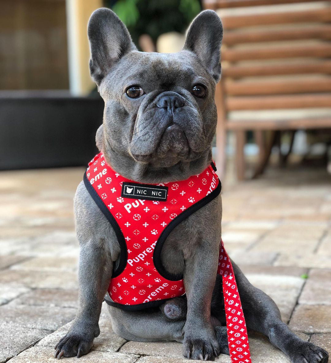 Pet Breathable Mesh Chest Harness Leash Set
