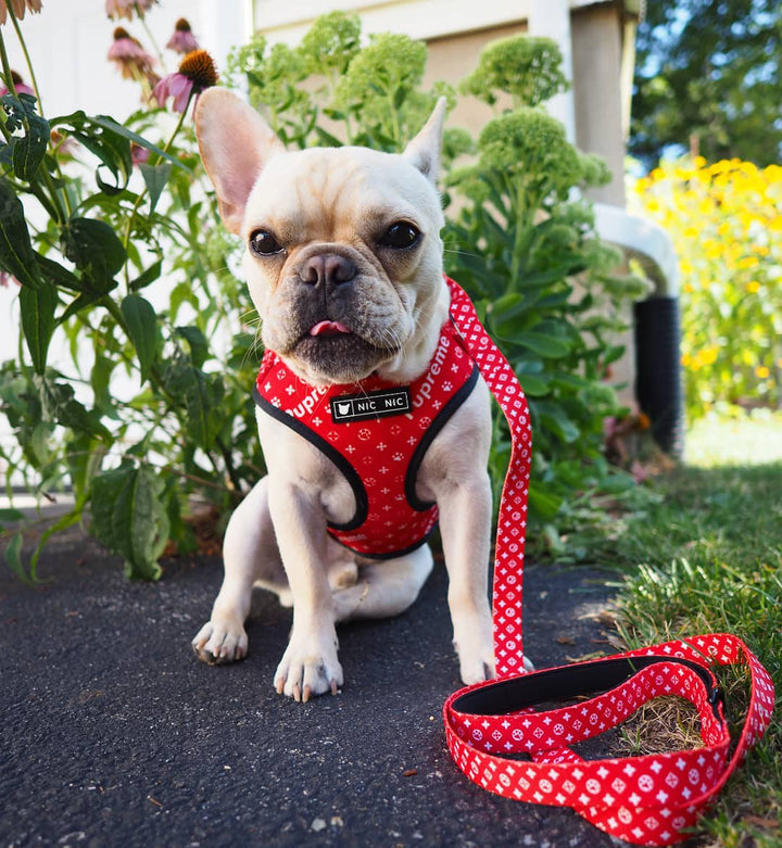Pet Breathable Mesh Chest Harness Leash Set