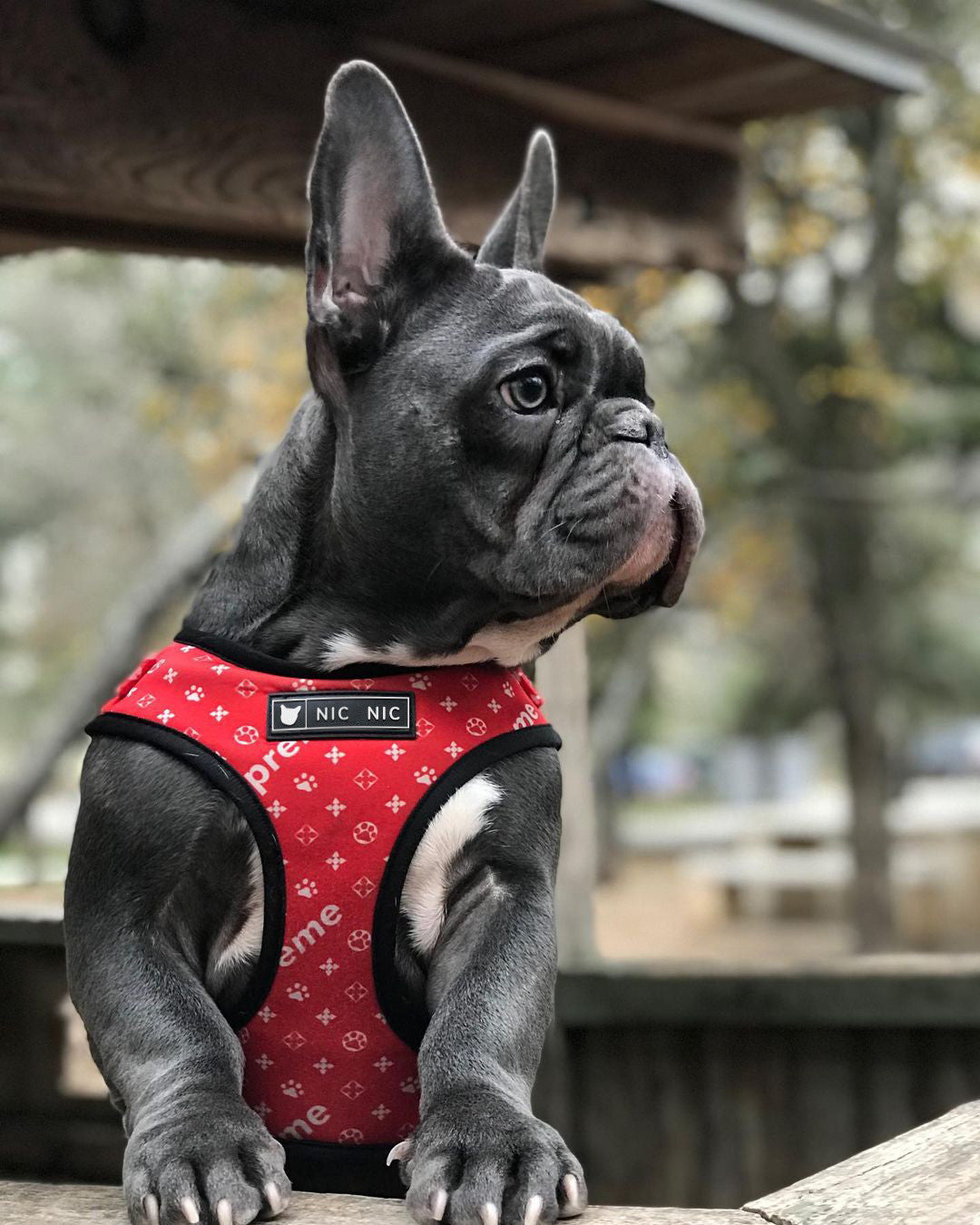 Pet Breathable Mesh Chest Harness Leash Set